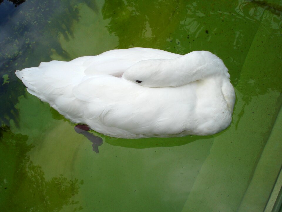 Nature animal animal world
