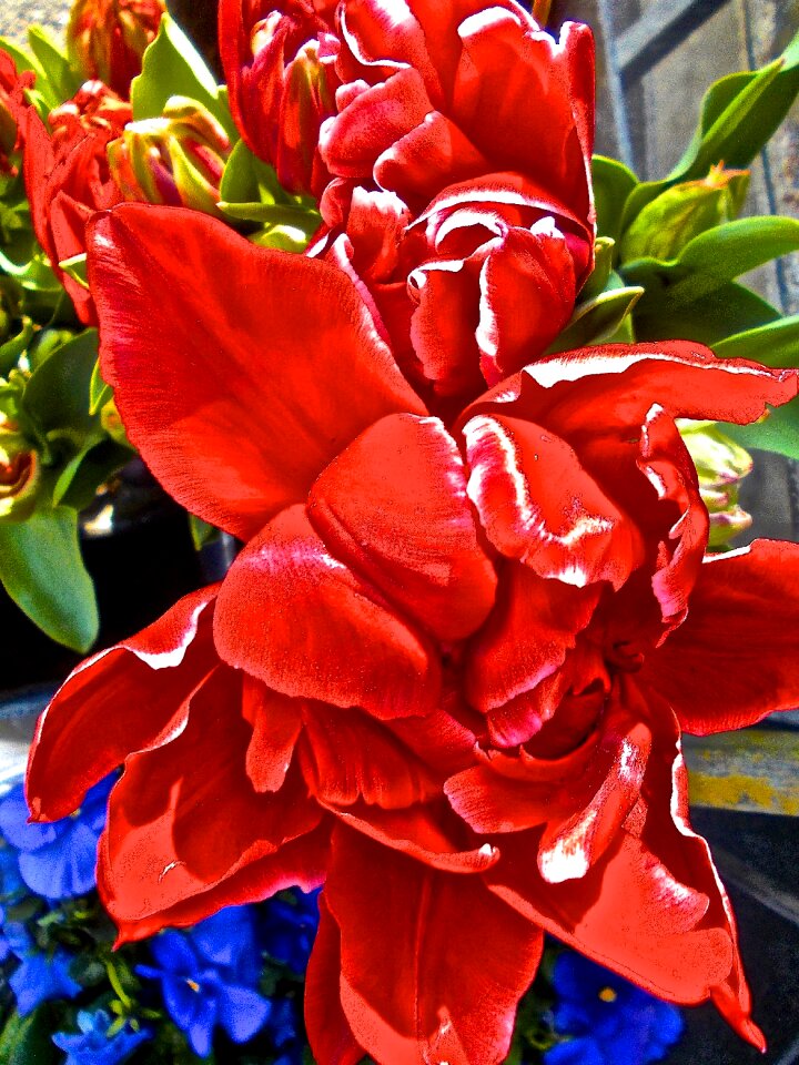 Surrealism tulip red flower