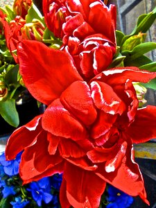 Surrealism tulip red flower photo