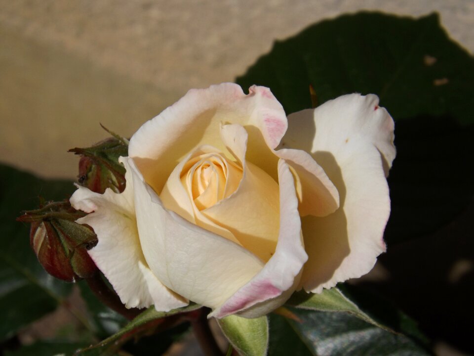 Pink perfume yellow