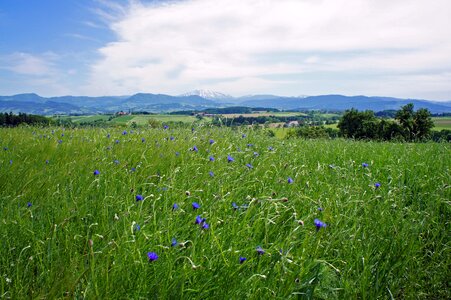 Meadow flower mountains photo