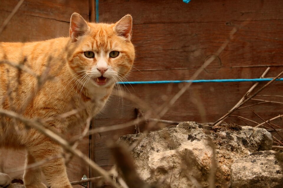 Big cat domestic cat pet