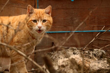 Big cat domestic cat pet photo