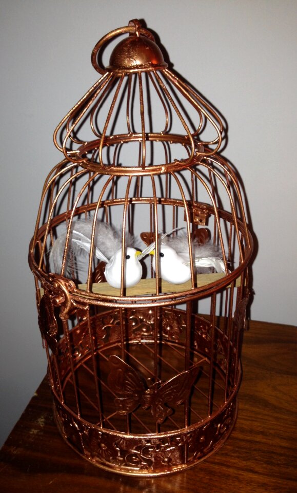 Cage bird couple birds