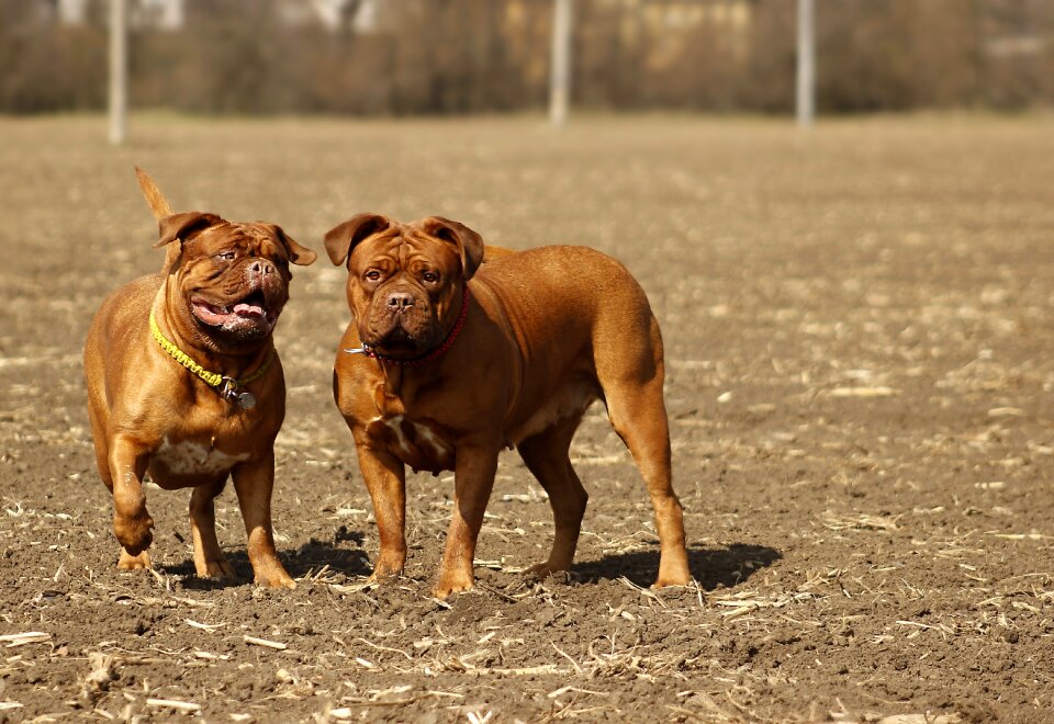 De mastiffs french