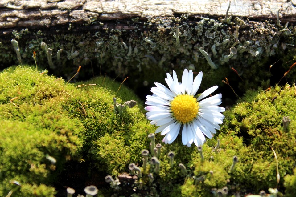 Nature decoration wood