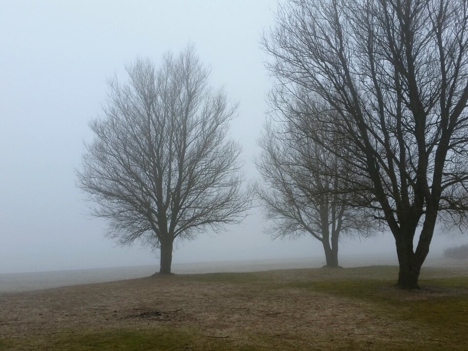 Trees morning landscape