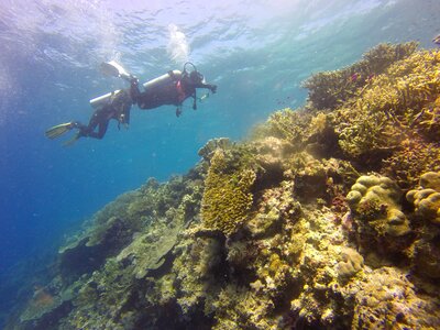 Diver coral reef