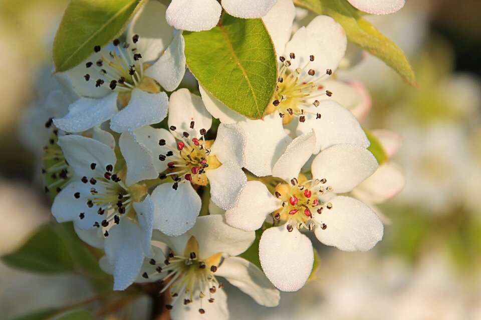 Bloom white flowering twig