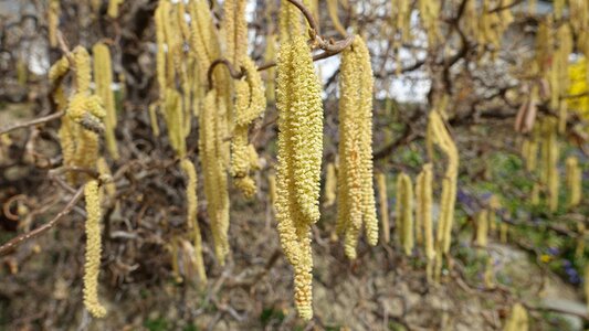 Nature plant bloom