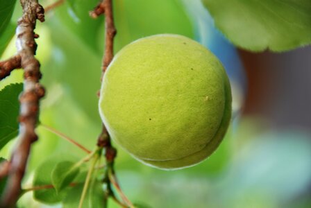 Green fruit immaturity fruit