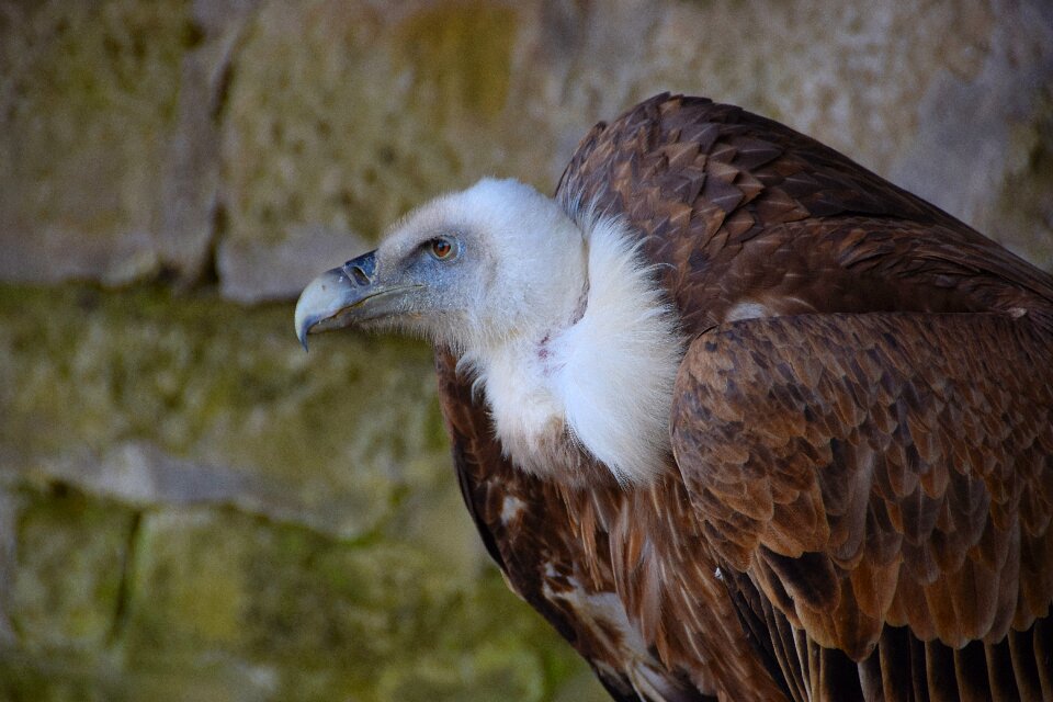 Bird of prey bird plumage