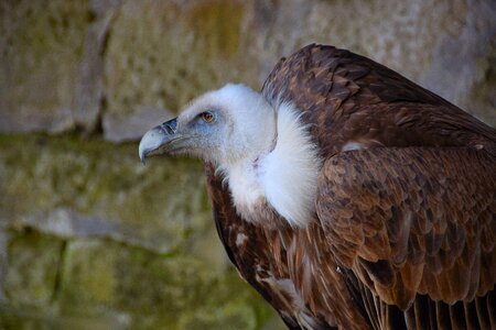 Bird of prey bird plumage