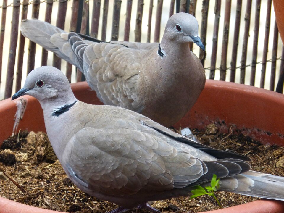 Bird detail couple