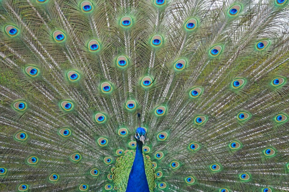 Peacock feathers pride wheel