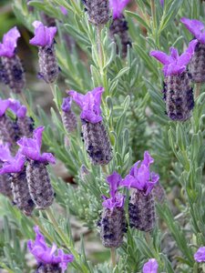 Lavandula officinalis aromatic plants lavender flower photo