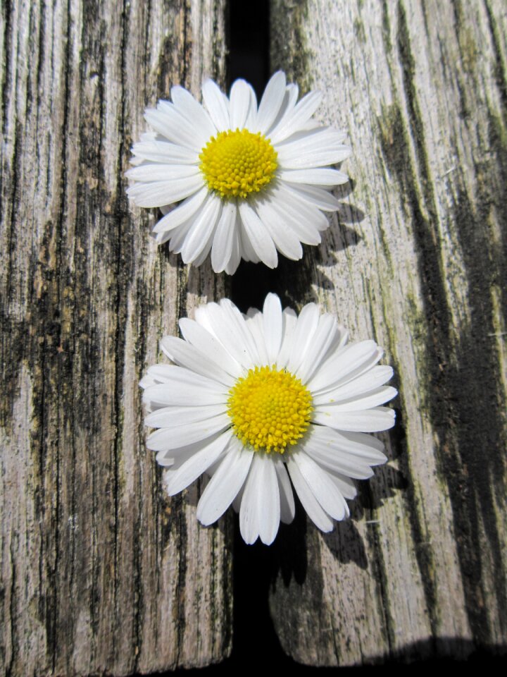 Close up nature wood