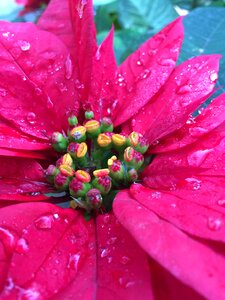 Holiday winter red