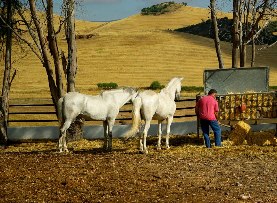 Standard straw manger