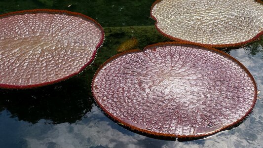 Botanical garden water lily water basin photo