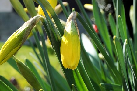 Flower spring daffodil