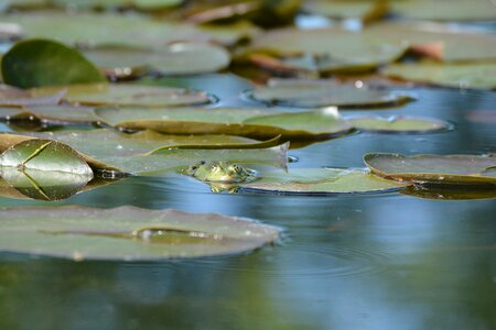 Pond with frogs amphibian water frog photo