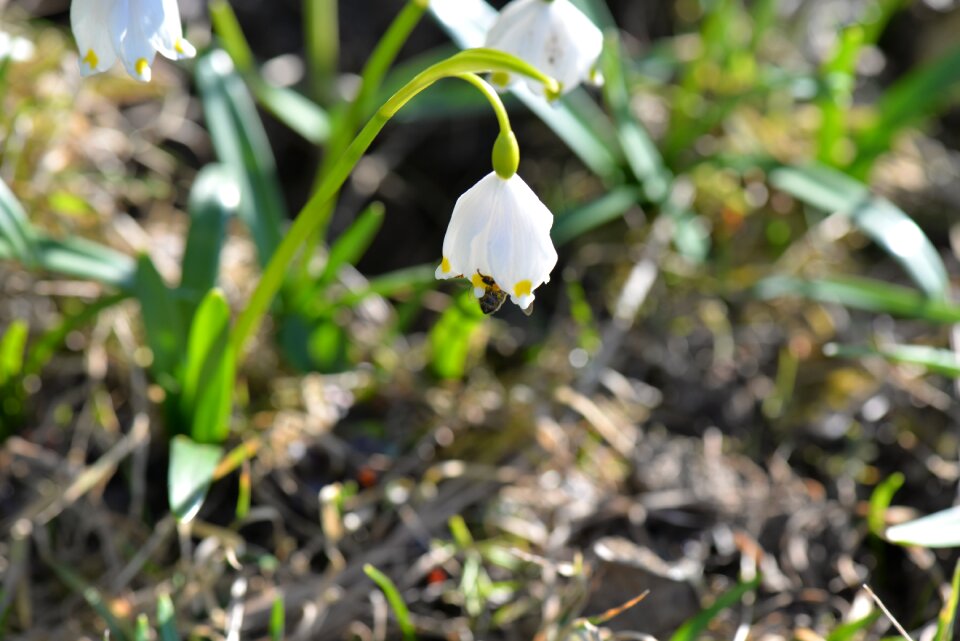 Close up nature spring
