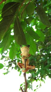 Tree phyllomedusa wild animal