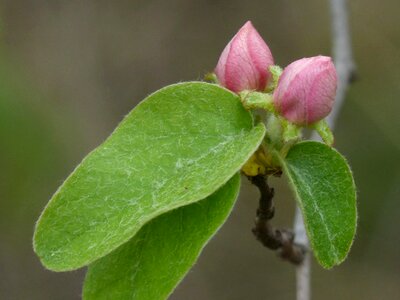 Quince quince flower beauty