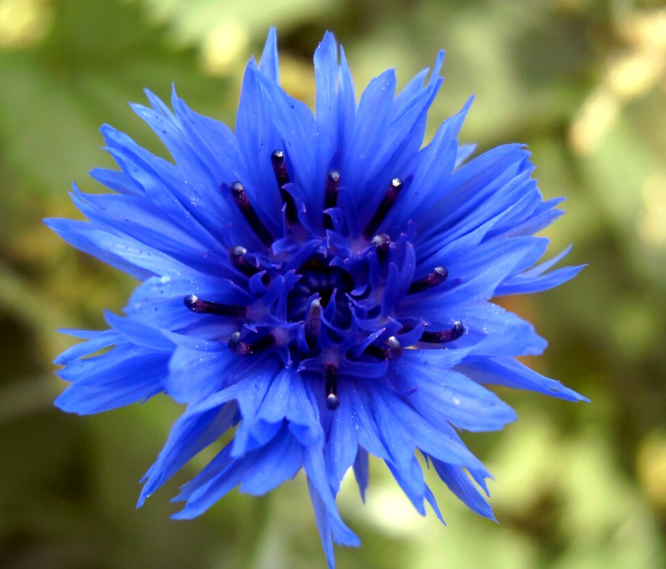 Nature petals wild