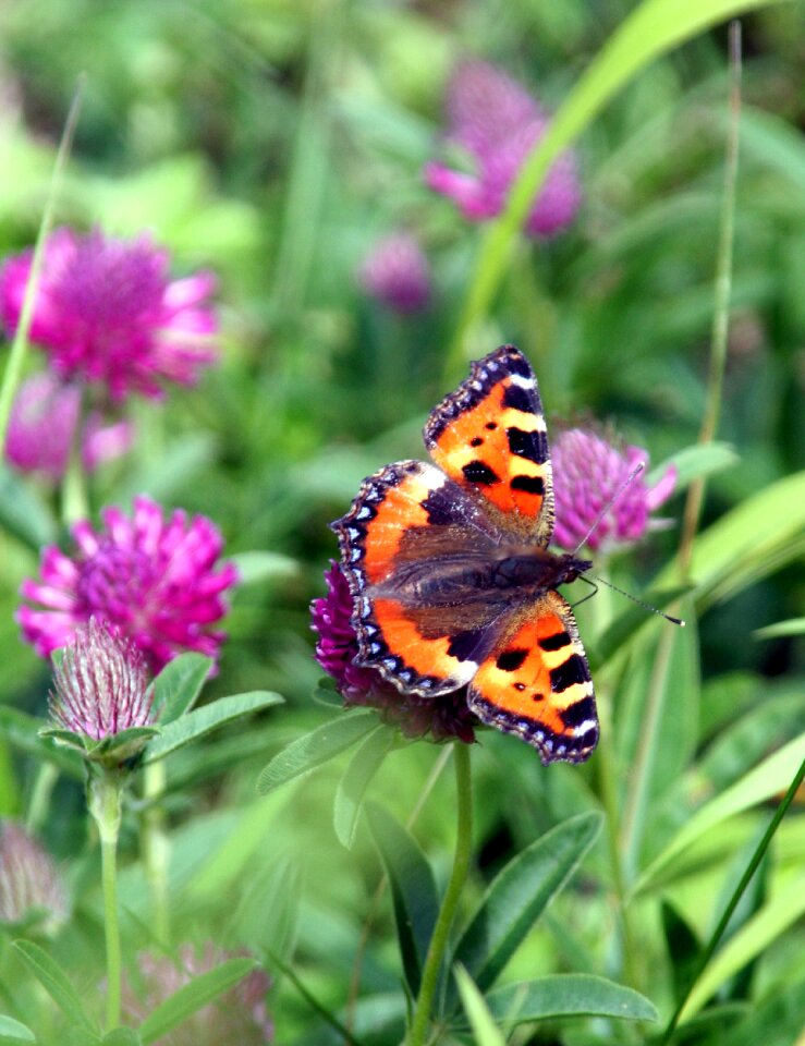 Nature flower summer