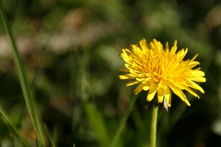 Yellow flora