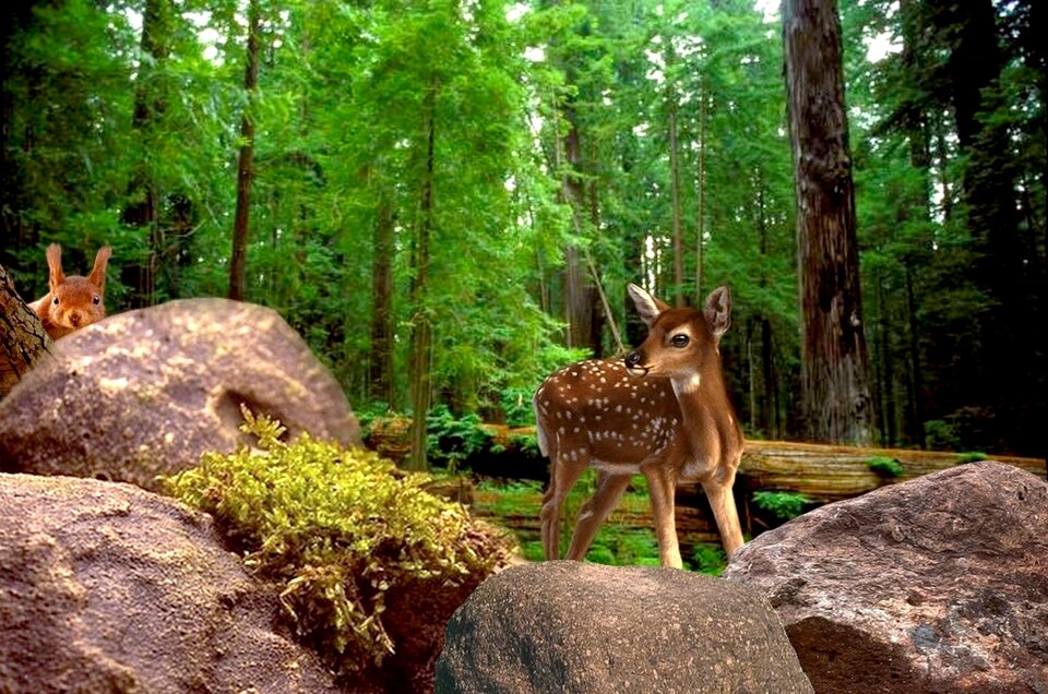 Tree deer squirrel