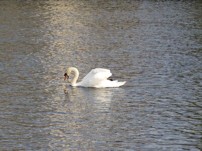 Nature wildlife lake photo