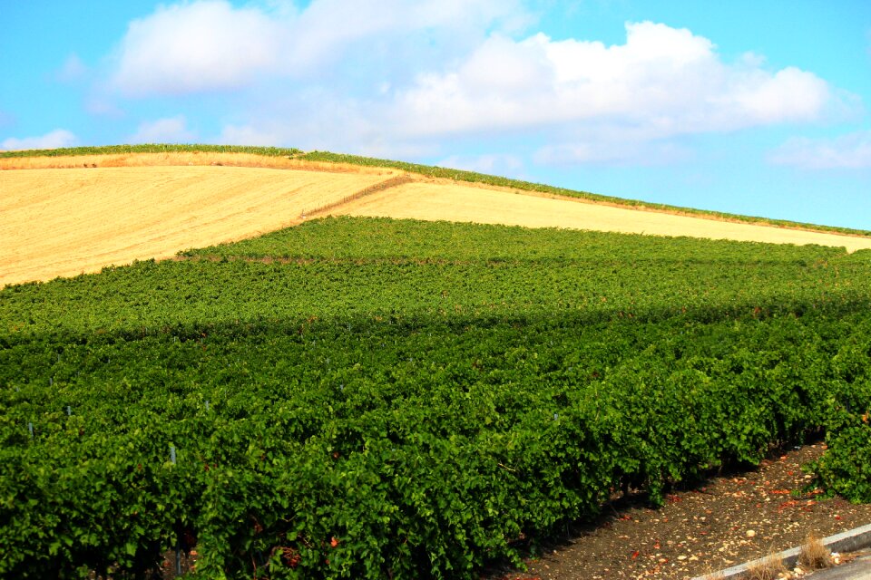 Sicily summer agriculture