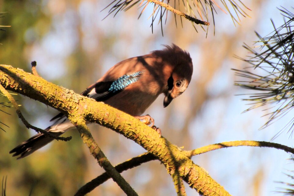 Raven bird peanut food