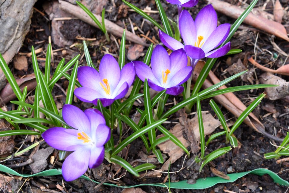 Flowers spring garden