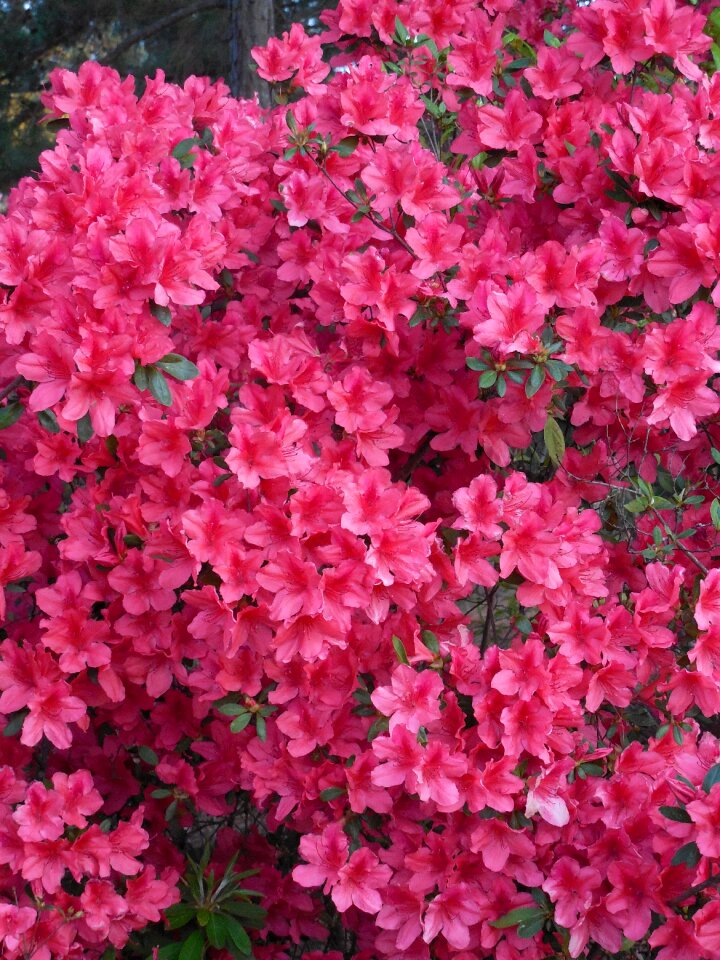 Blooming nature blossom