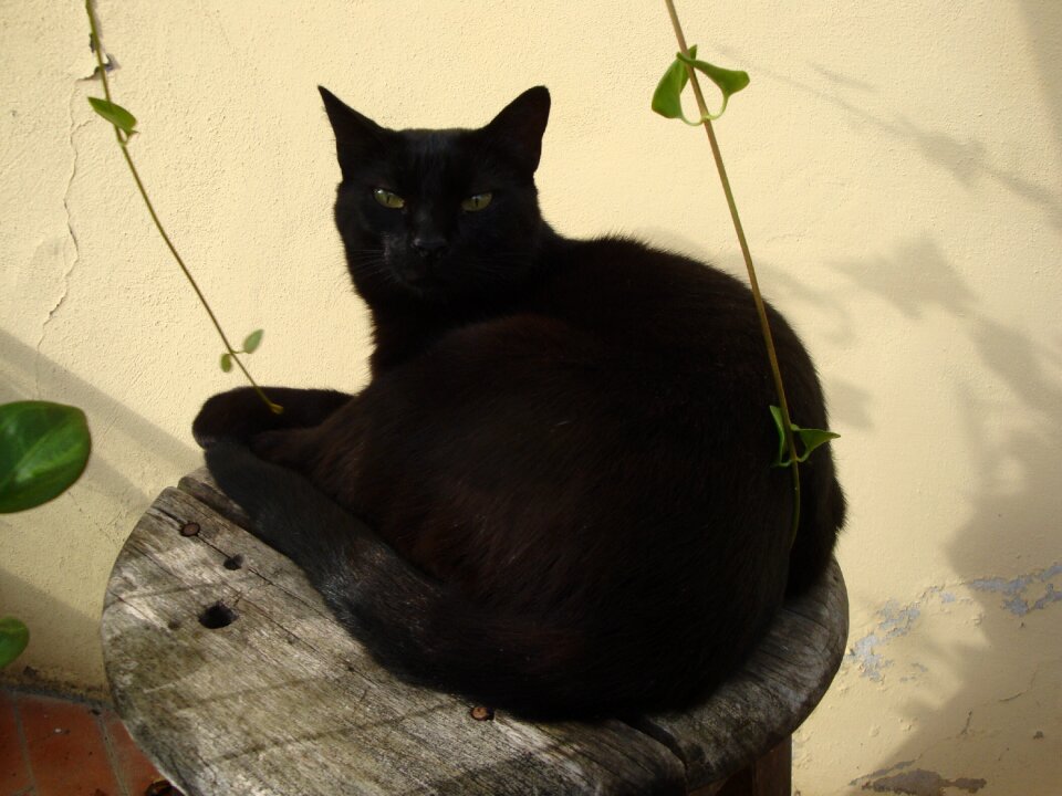 Nero pet animal