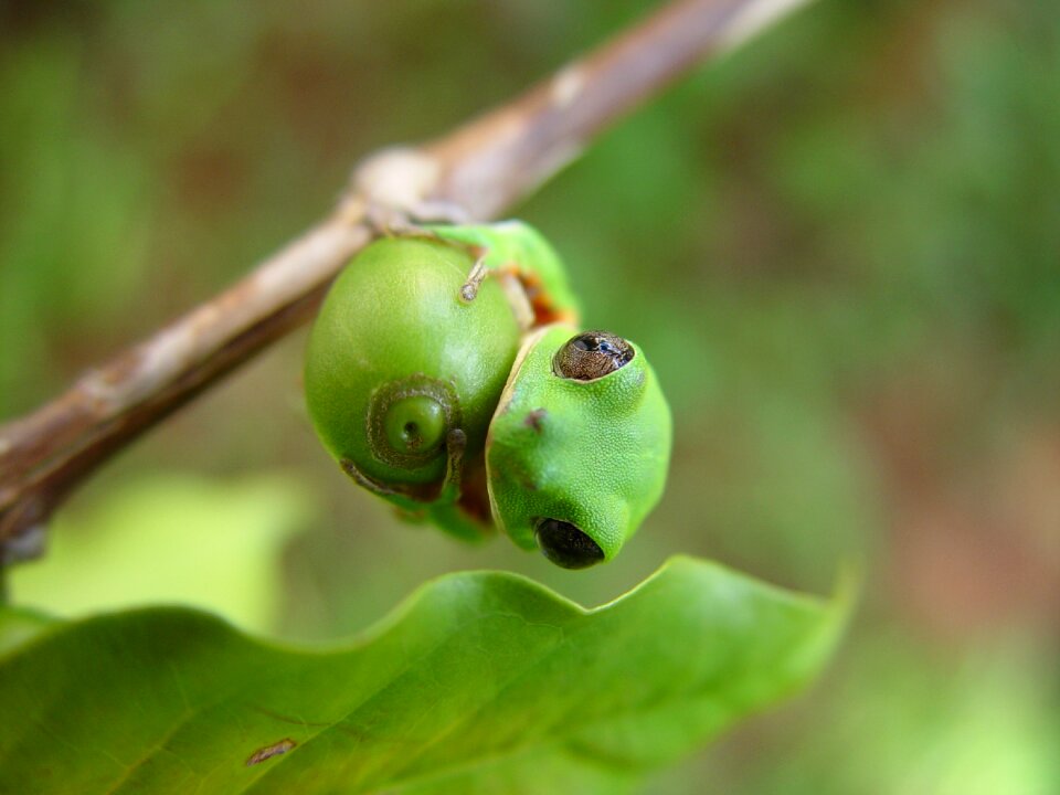 Phyllomedusa wild animal coffee