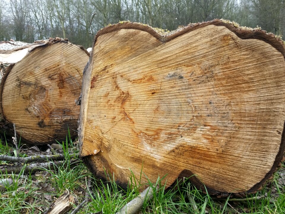 Wood trunks tree rings