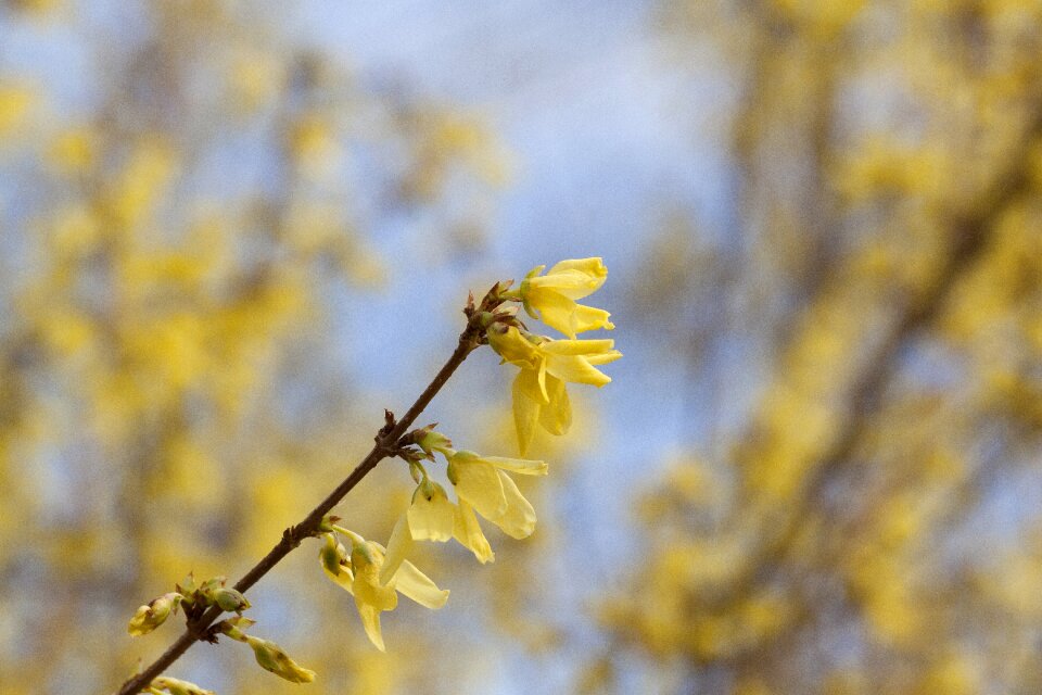 Golden bells blossom bloom