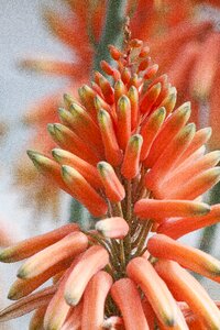 Fine blossom bloom