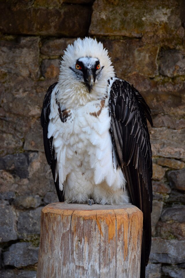 Bird plumage falconry