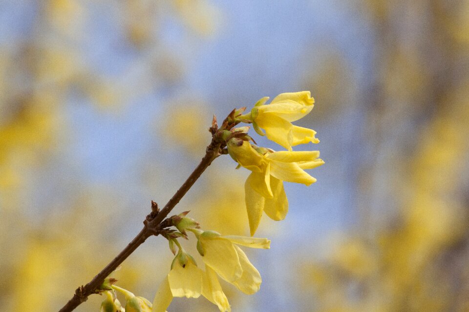 Golden bells blossom bloom