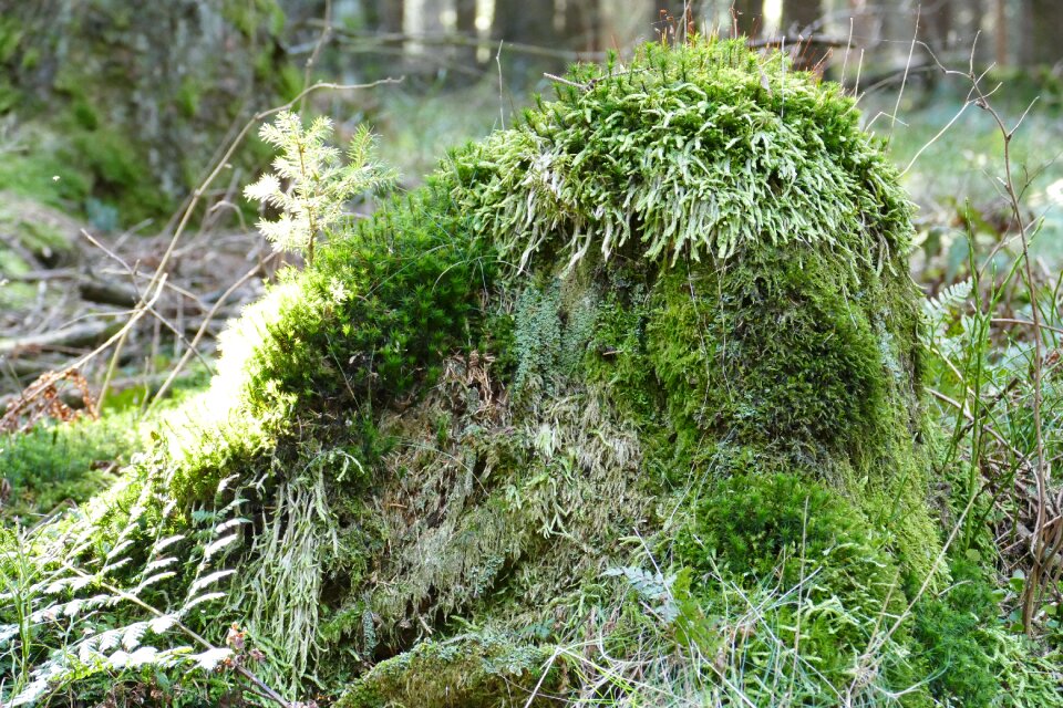 Spring romantic moss