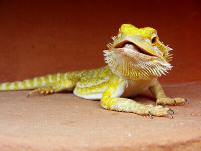 Bearded dragon reptile pogona vitticeps