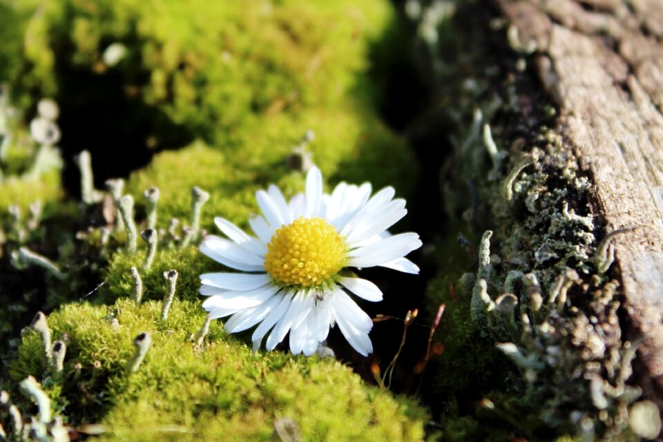 Nature decoration wood