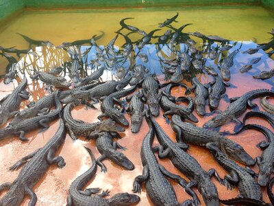 Crocodile farm dinosaur cubs aquaterrário photo