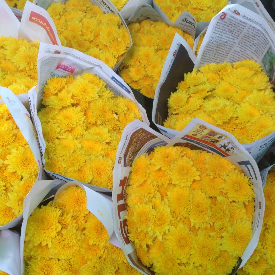 Yellow flowers chrysanthemum